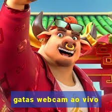 gatas webcam ao vivo